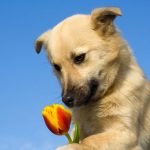 Preparing To Take Your Dog To A Manhattan Boarding Facility While You’re Away