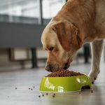 Best Pet Food in Jacksonville