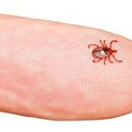 What Are The Most Dangerous Spiders In Australian Homes?